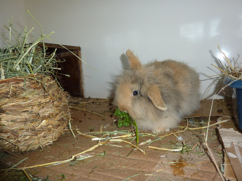 Holly loves her parsley
